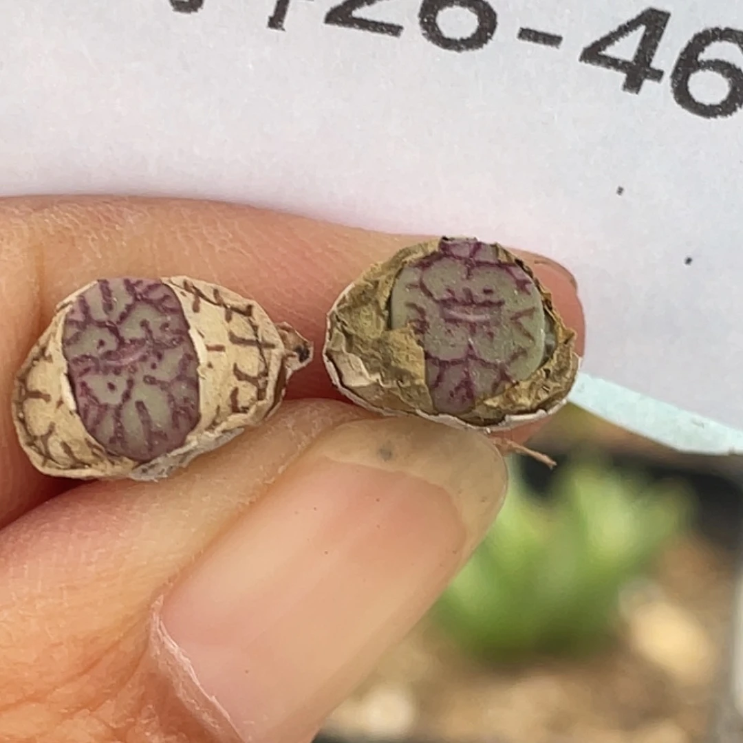 26-46青姬多肉植物