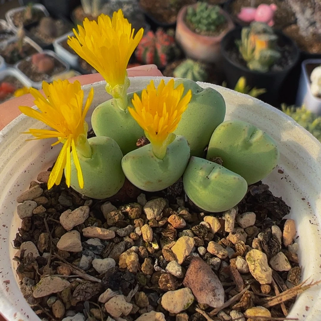 522多肉植物种类和