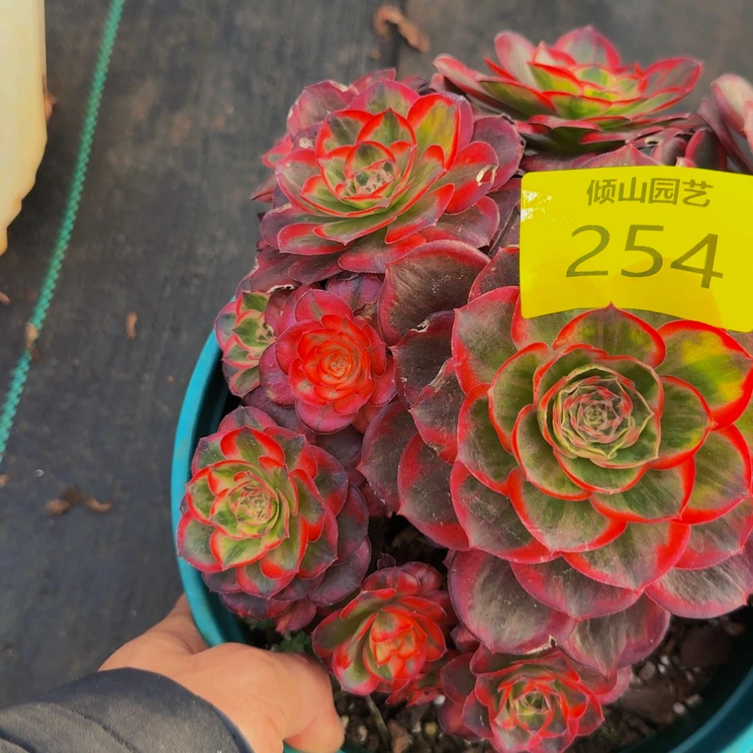254号多肉植物纳福