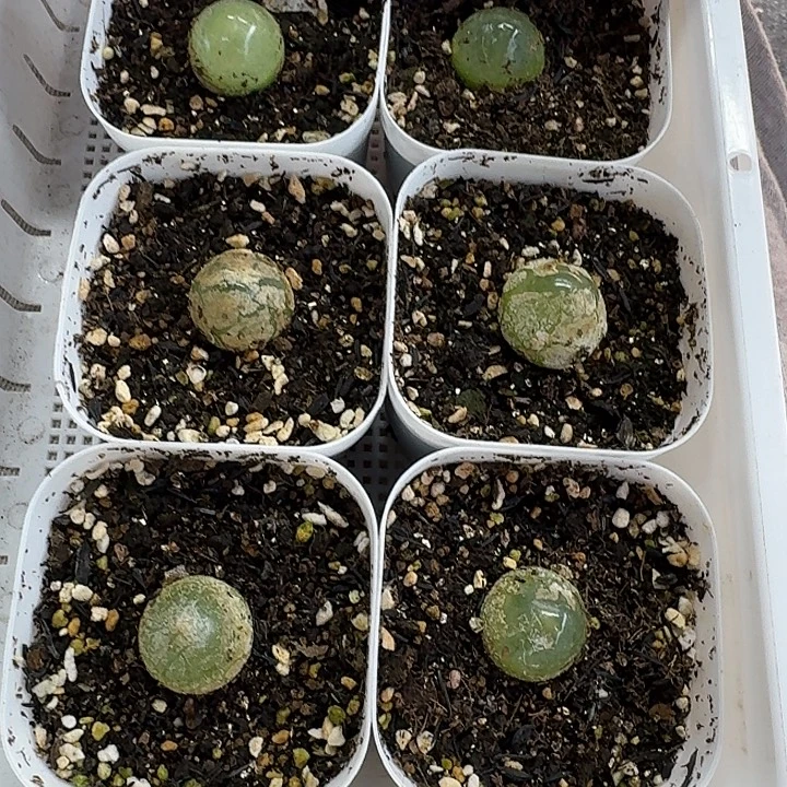养***妹老马生石花灯泡3002