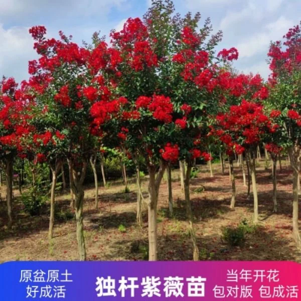 紫薇花树苗红火箭红火球南北方庭院种植盆栽室外耐寒四季开花绿化