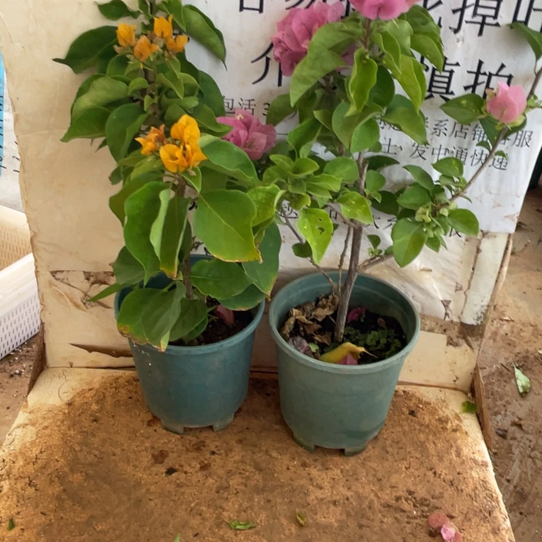 当前无花栽培后可以开花22h2