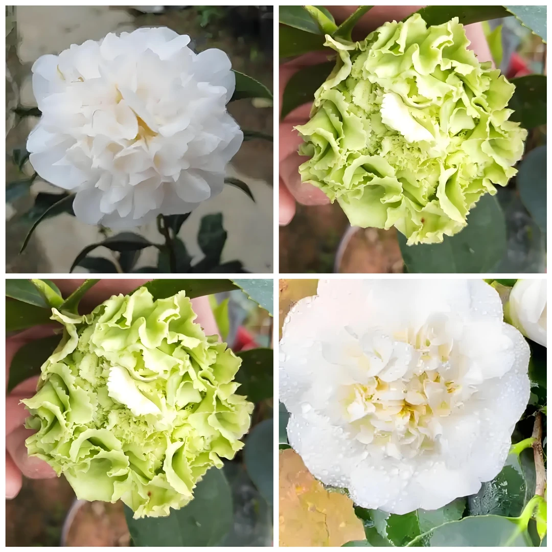 绿可娜+雪婵双拼稀有品种茶花