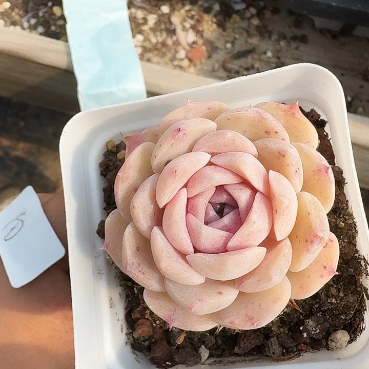 鑫***姨多肉植物满20包邮