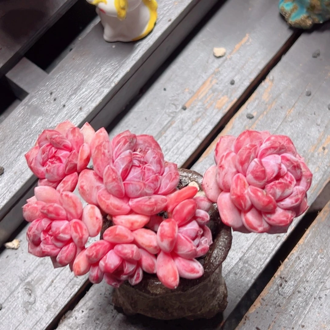 三***顺星影精品多肉老桩