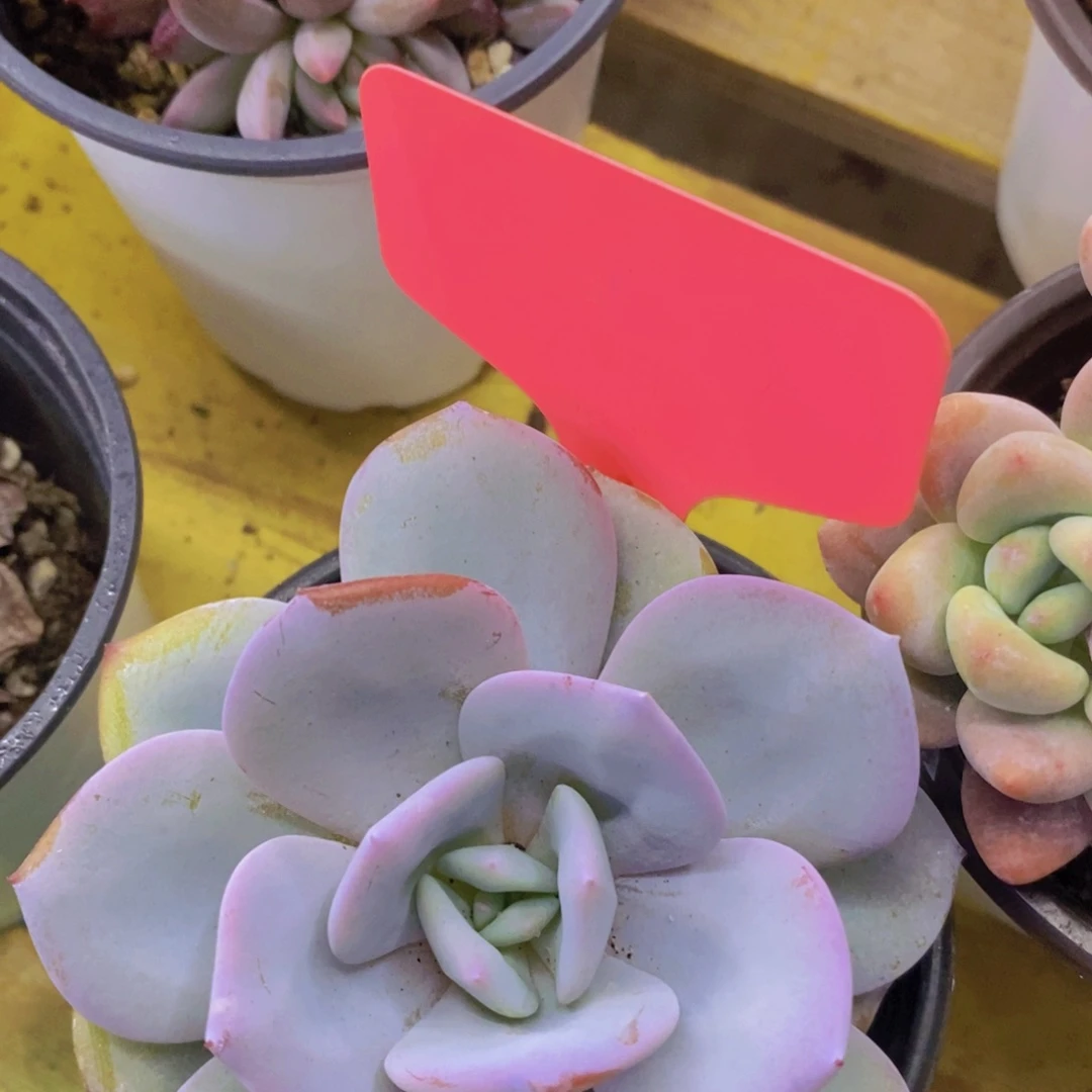 开心多肉，一物一拍，专场