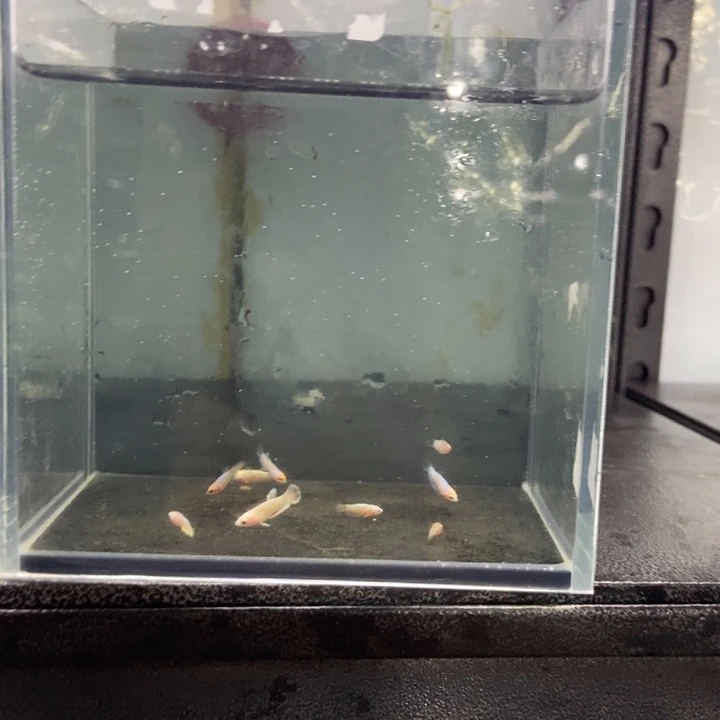 斗鱼包活不包损所见即所得118