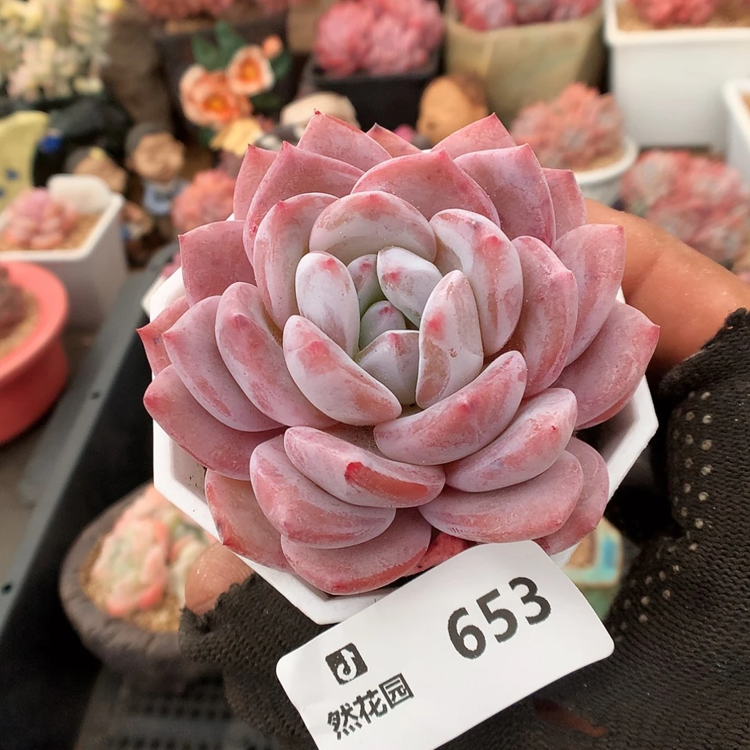 653紫皮橙多肉植物3666