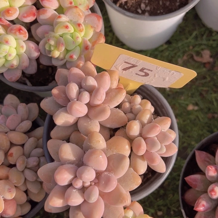 健健康康平平安安