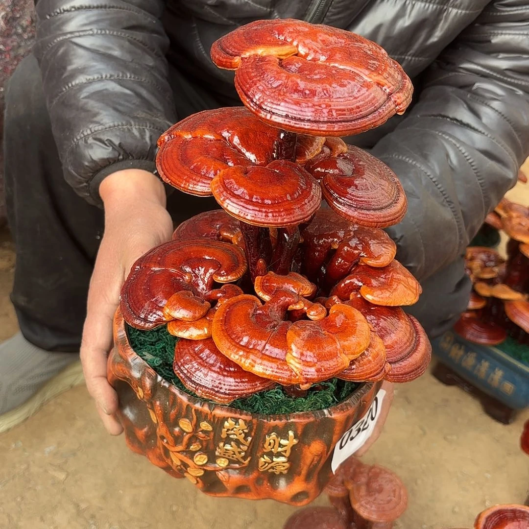 无花朵灵芝是我国著名植物