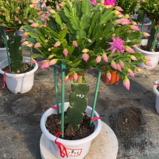 金***子白盆047蟹爪兰1799