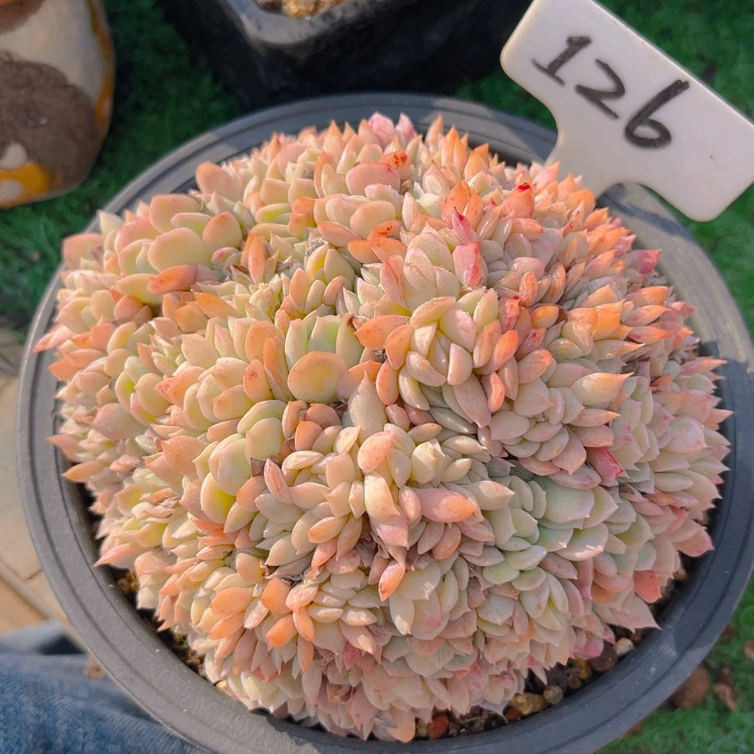 莎莎缀88tu tu tu tu