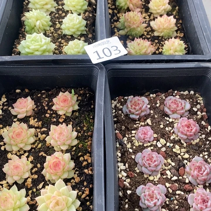 103 多肉植物盆栽花卉
