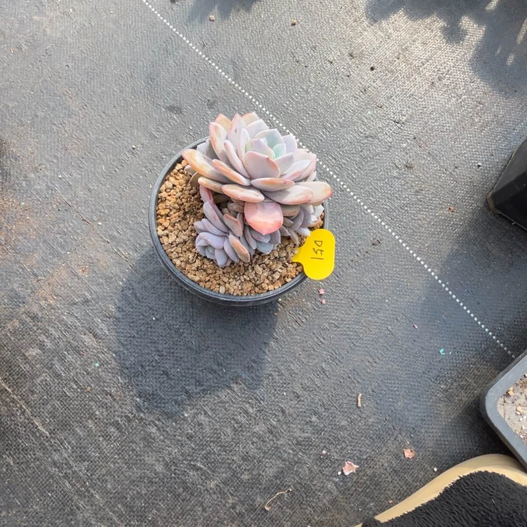 d51奶茶群生无砍的