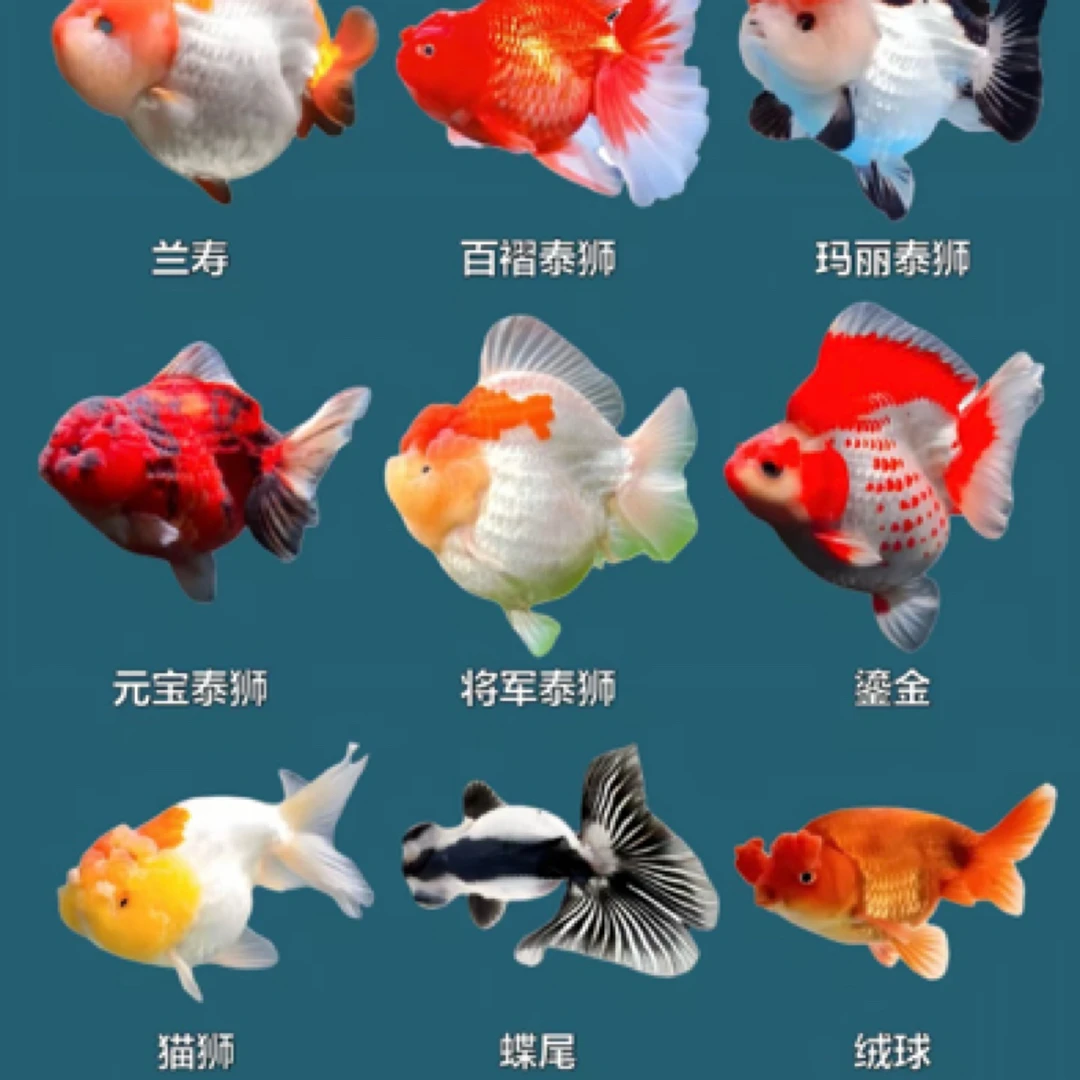 大金鱼8-10公分 5条 国狮猫狮鎏金鸿运当头包邮不支持指定