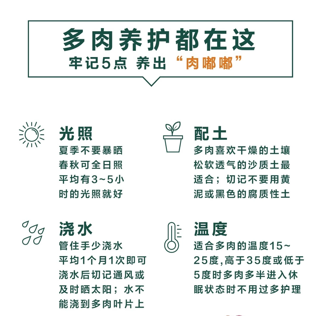 月光女神锦一盆多肉植物