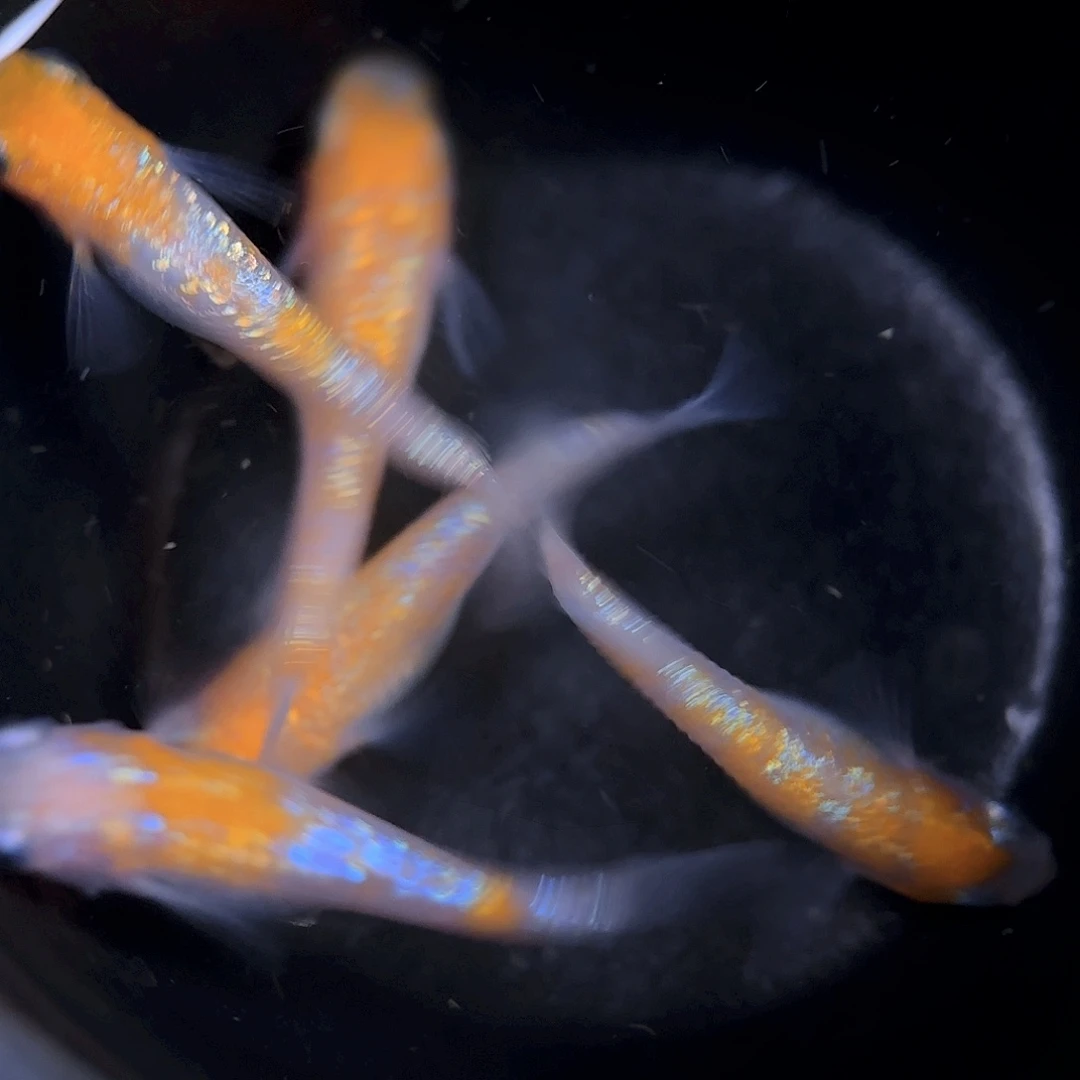 青鳉编号52 王华2公3母