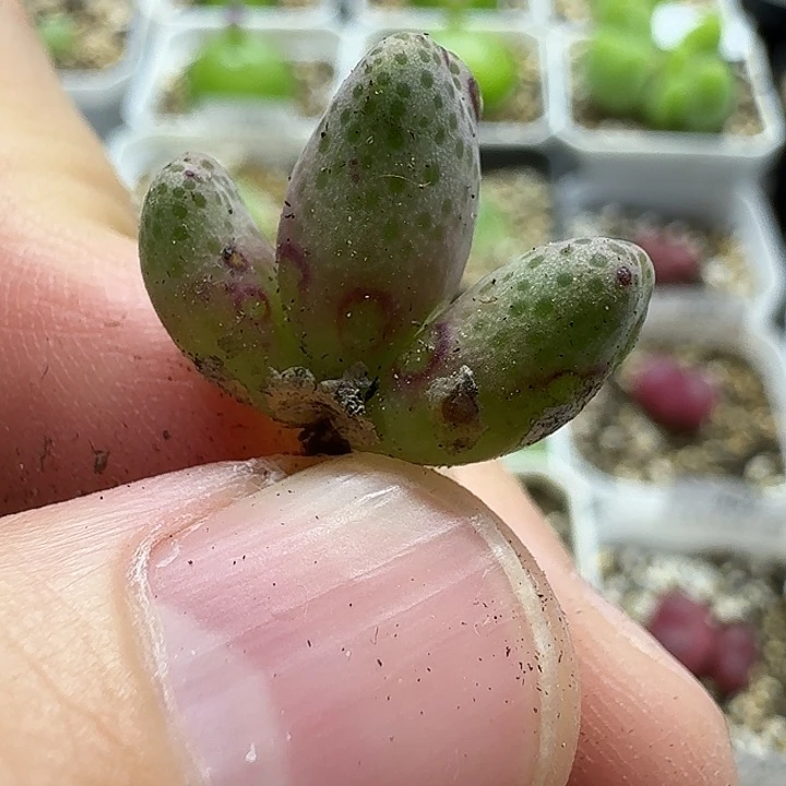 老马生石花斑马452