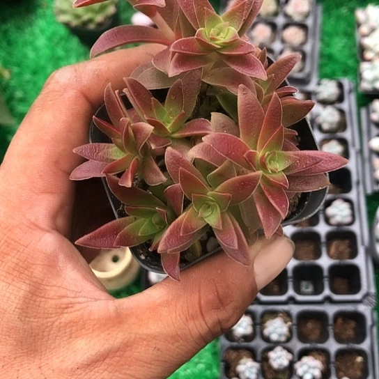 纯爱小说中一句经典歌词