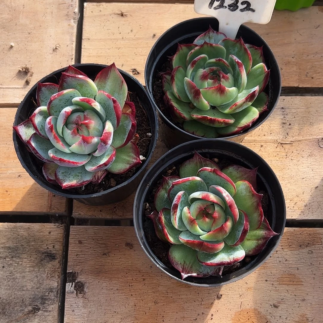 小惊鸿仙子7公分左右三颗1232号