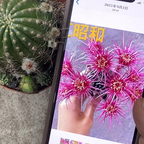 昭和丽花，25788908