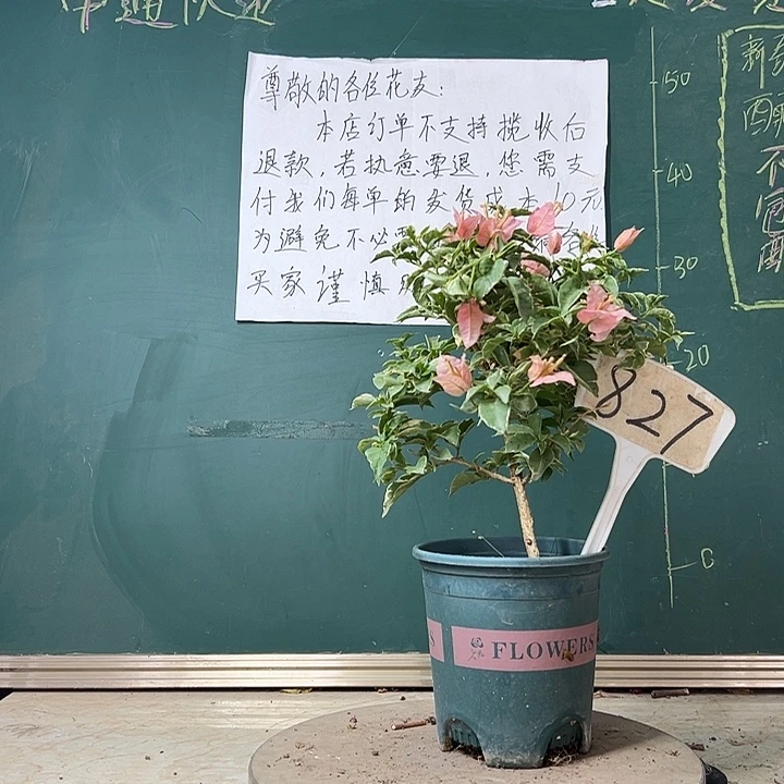 完全开放少女心827