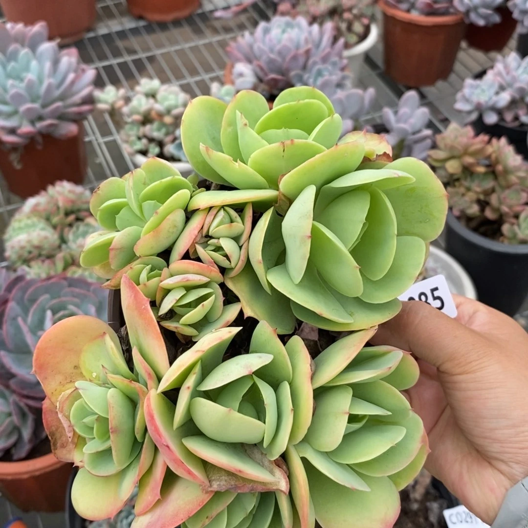 2985碧桃一物一拍