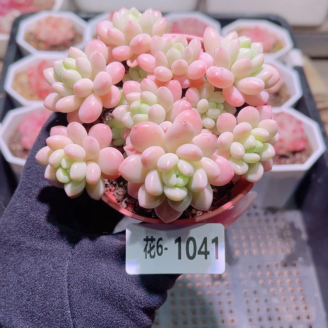 花利美6-1041洛可可