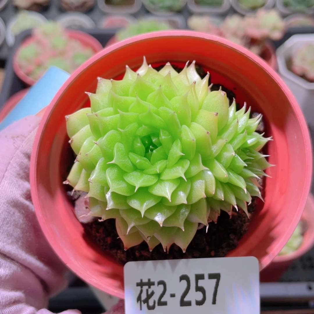 花利美2-257海王带仔