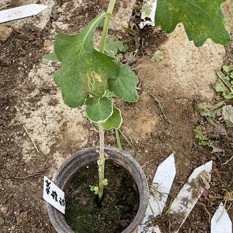 完全开放秋舞台无售后编号39