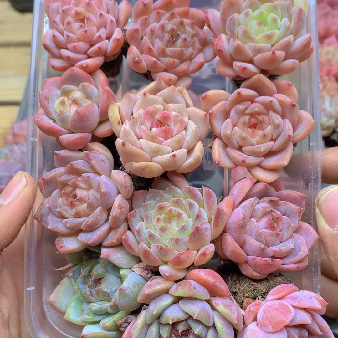 我要去看你了啊我要去033