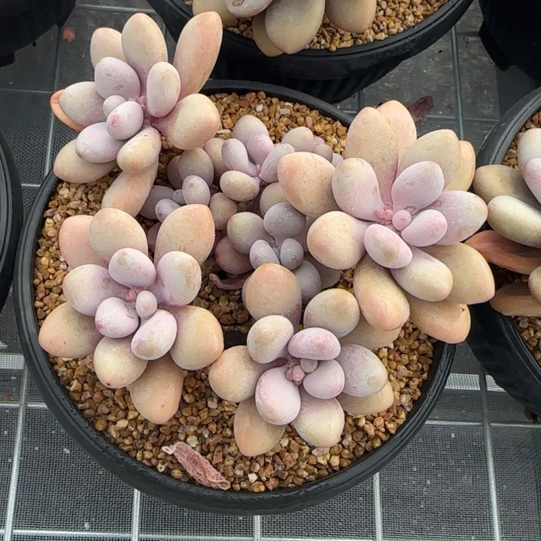 从前慢花园精选多肉亚美奶酪