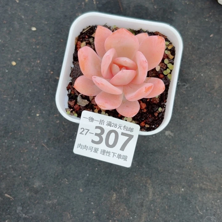 奶茶多肉无盆土土发货
