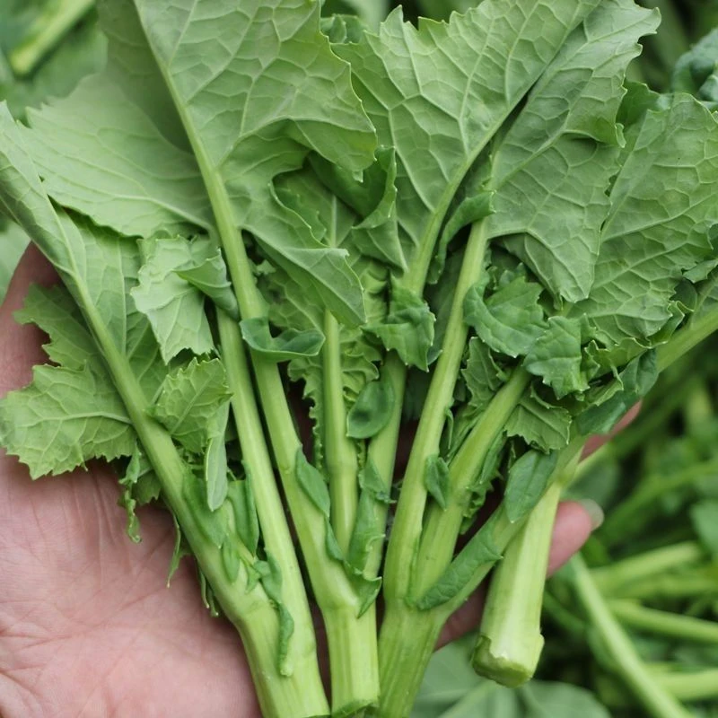 （硒菜苔）恩施农家高山自种油菜苔