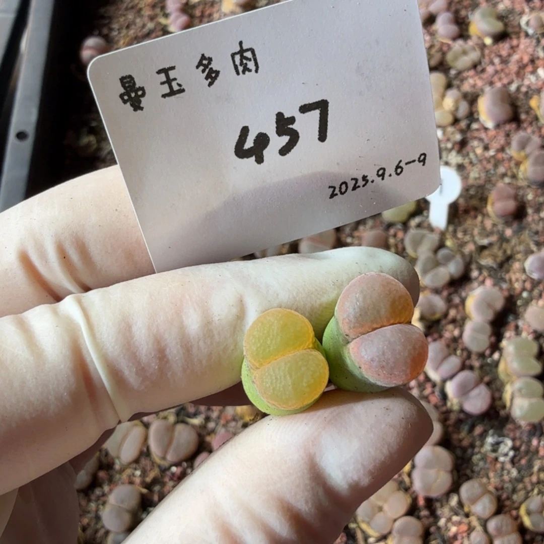 每***家多肉多肉多肉9-457