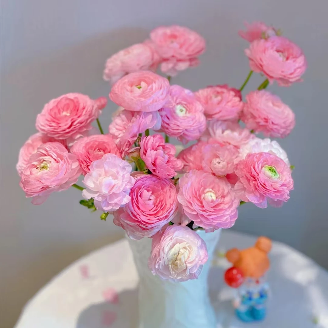 【洋牡丹AK】精品粉色洋牡丹1把基地直发 | 全场任意满两单鲜花包邮