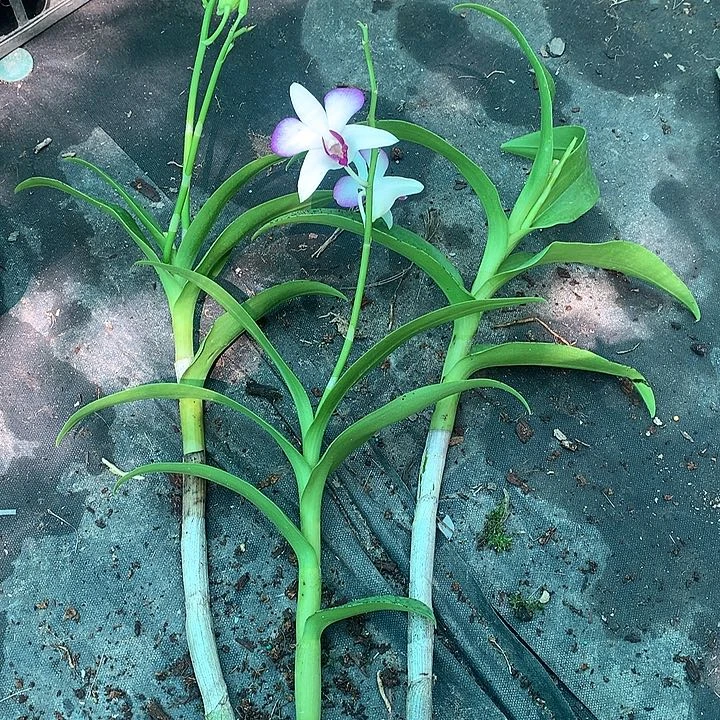 当前无花栽培后可以开花贵妃香妃三个前路苗