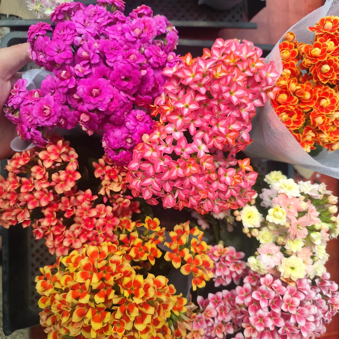 清棚处理长寿花2号链接 四季开花随机三盆三色以直播间展示为准