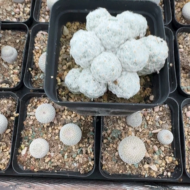 大***王姬春星带盆发货啦啦