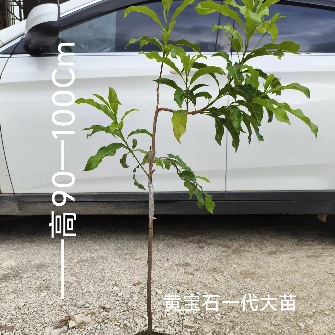 黄宝石第一代苗（黄晶果）