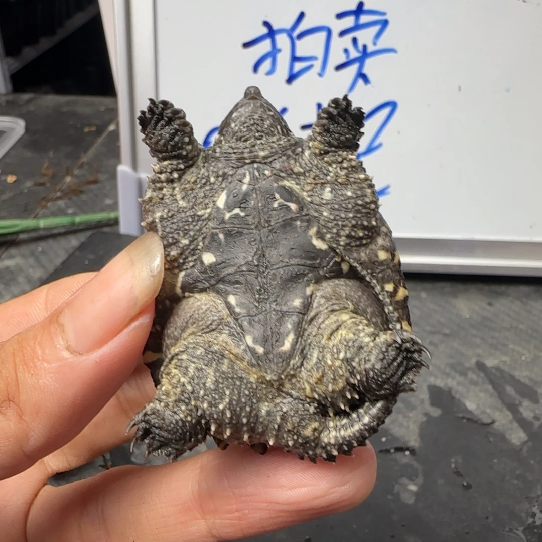 小鳄龟不分公母The