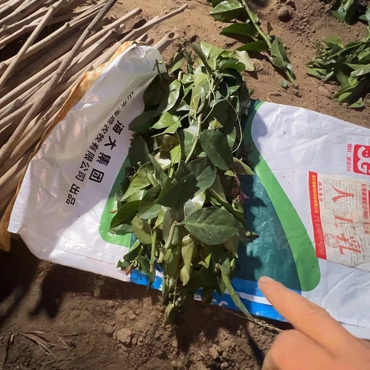 12根40长叶仙细枝条