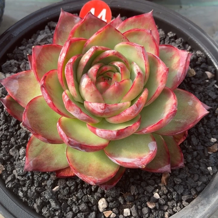 懂***多肉植物惊鸿仙子