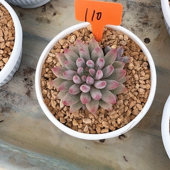 f****n虞美人110号码牌子的话题