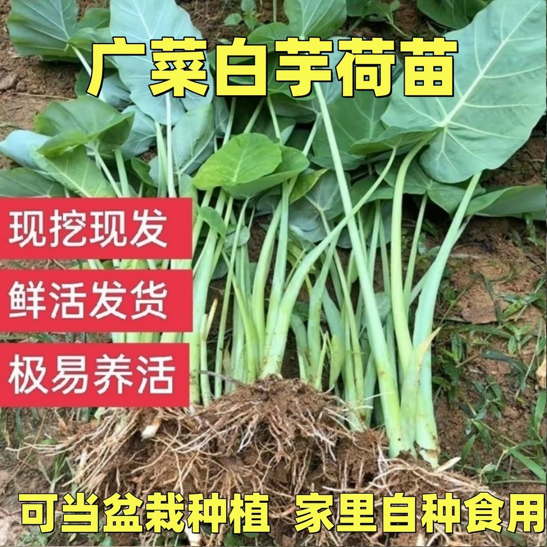 【产地直发】广菜苗白芋种植苗农家蔬菜苗白芋蒙苗芋荷苗芋梗苗盆栽