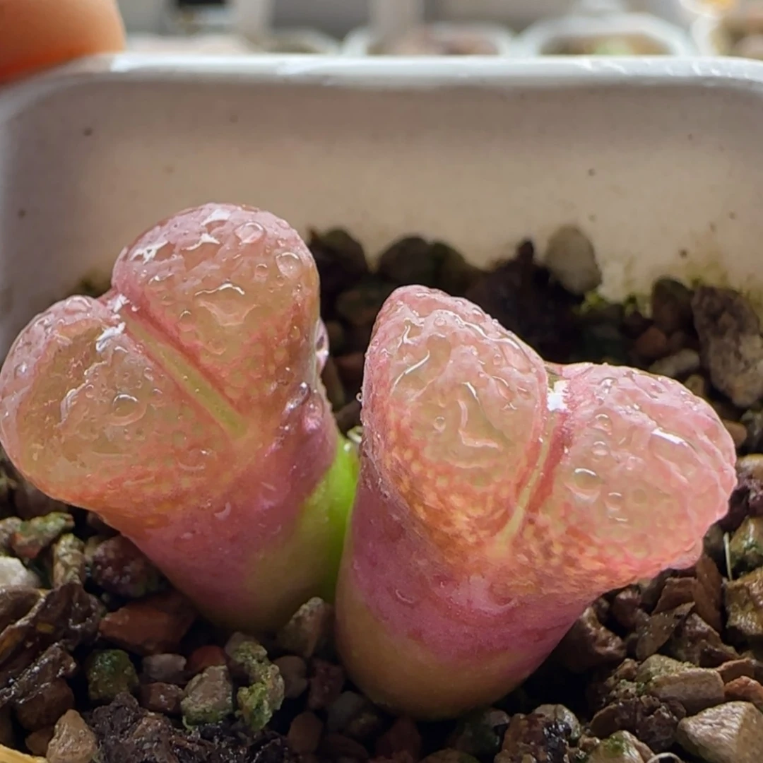 【闪购商品】21078裂纹福利