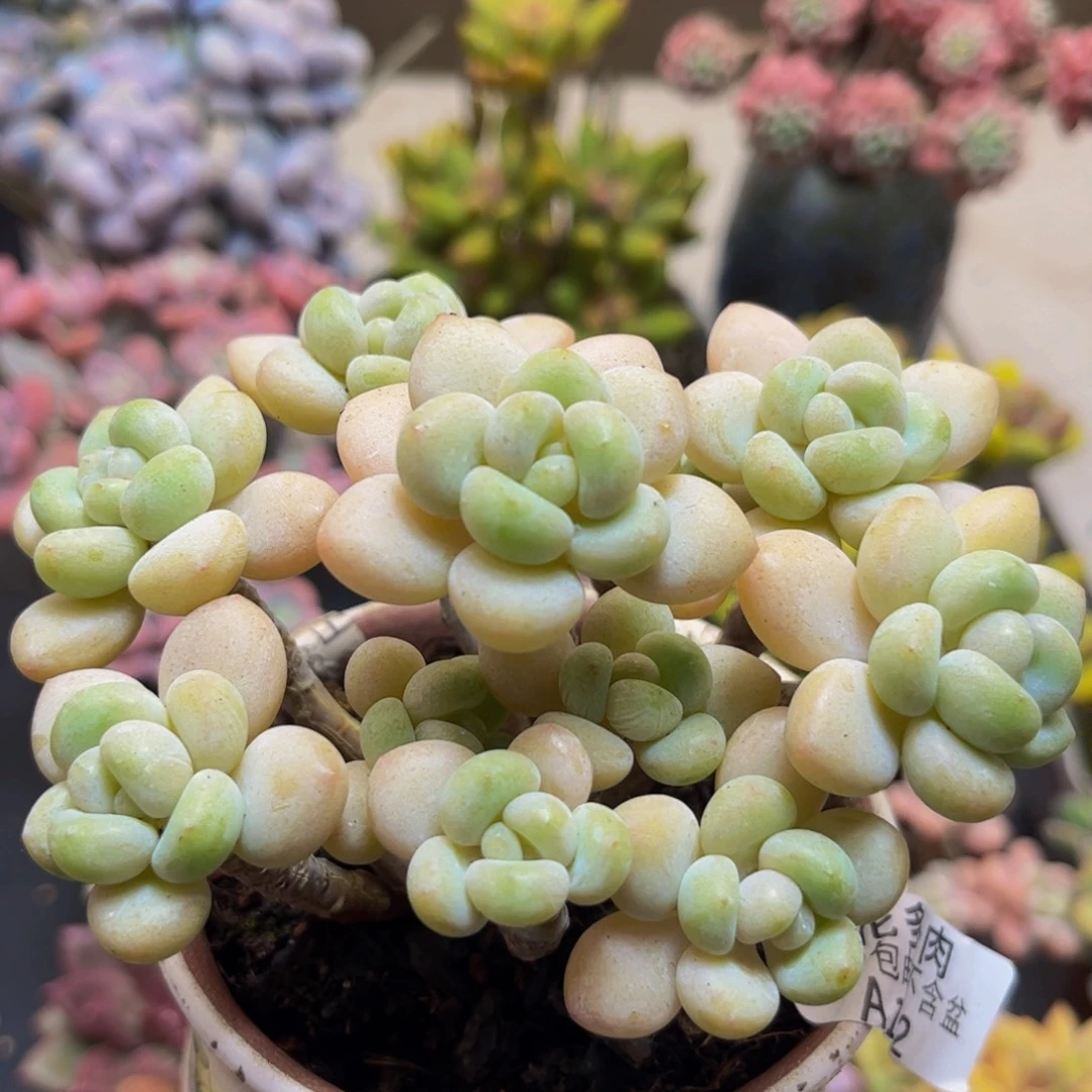 132白奶糖12cm多肉