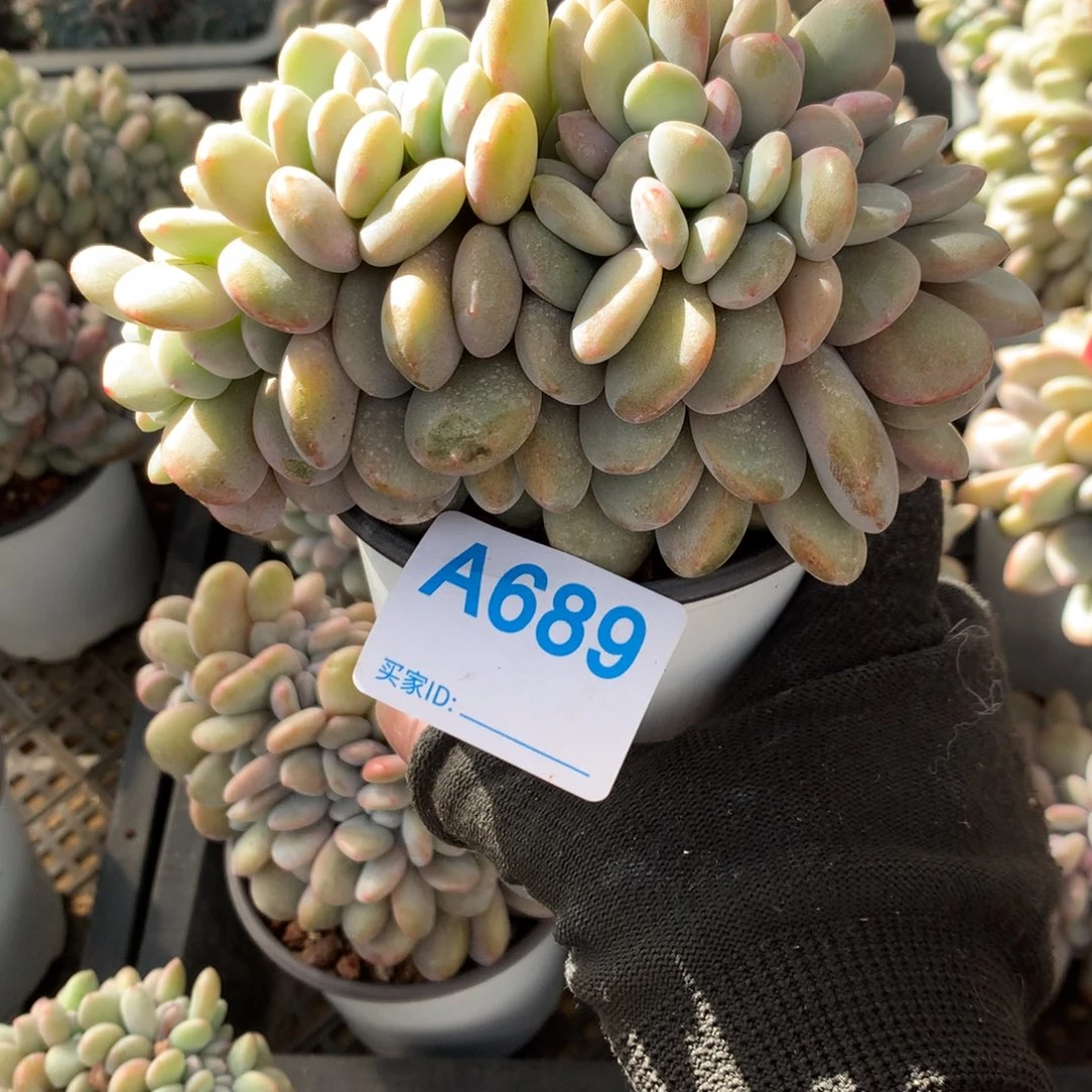 吉****、A689 售后范围：签收起7天内，录开箱视频