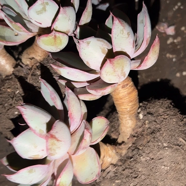 无花朵赫拉老桩。