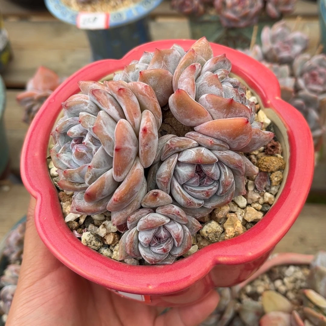 5头小包脸哈哈哈哈哈哈